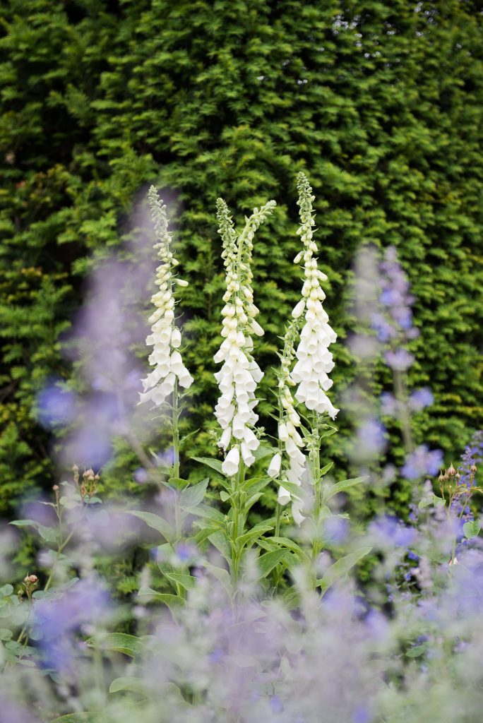 Great Fosters. Natural Documentary Wedding Photography, Surrey. Foxglove Flowers in The Gardens.