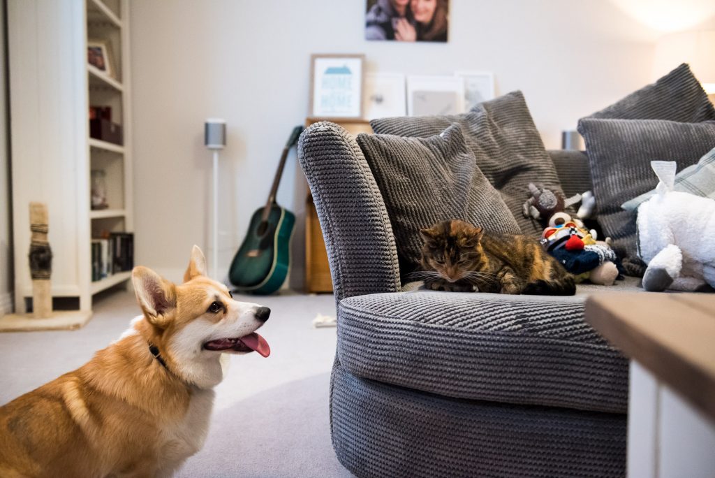Newborn Photography Guildford, Christmas Family Shoot, Corgi Dog Faces Cat At Home Shoot
