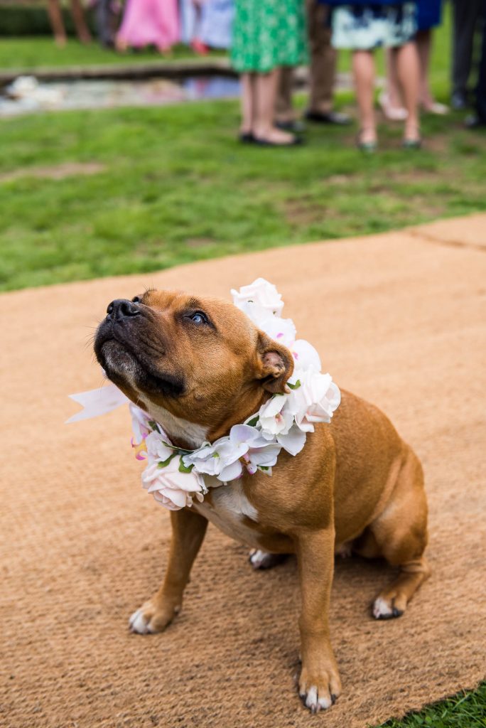 Outdoor Wedding Photography Surrey,  Cute Dog at Garden Surrey Wedding with Flower Collar
