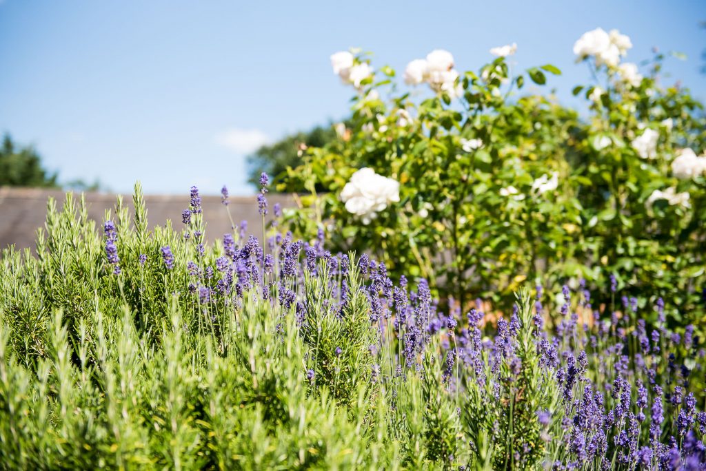 lgbt wedding photographer, Dodmoor House Wedding Venue lavender flower beds