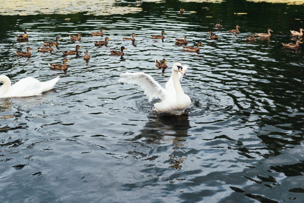 Swan beats it wings on the water