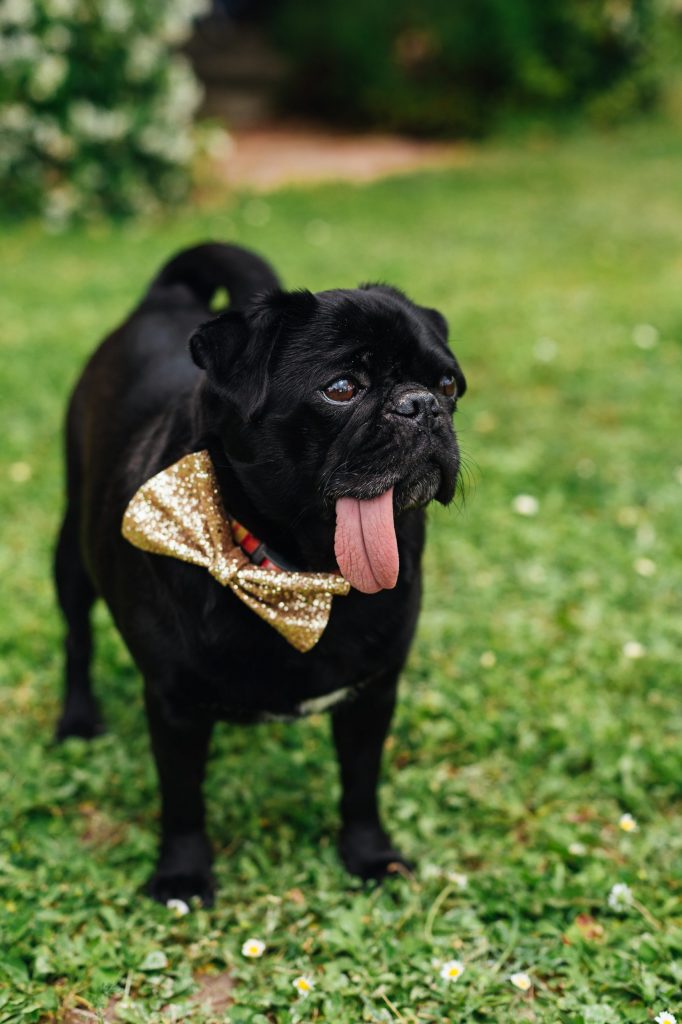 Adorable pug dog with gold sparkly bow tie