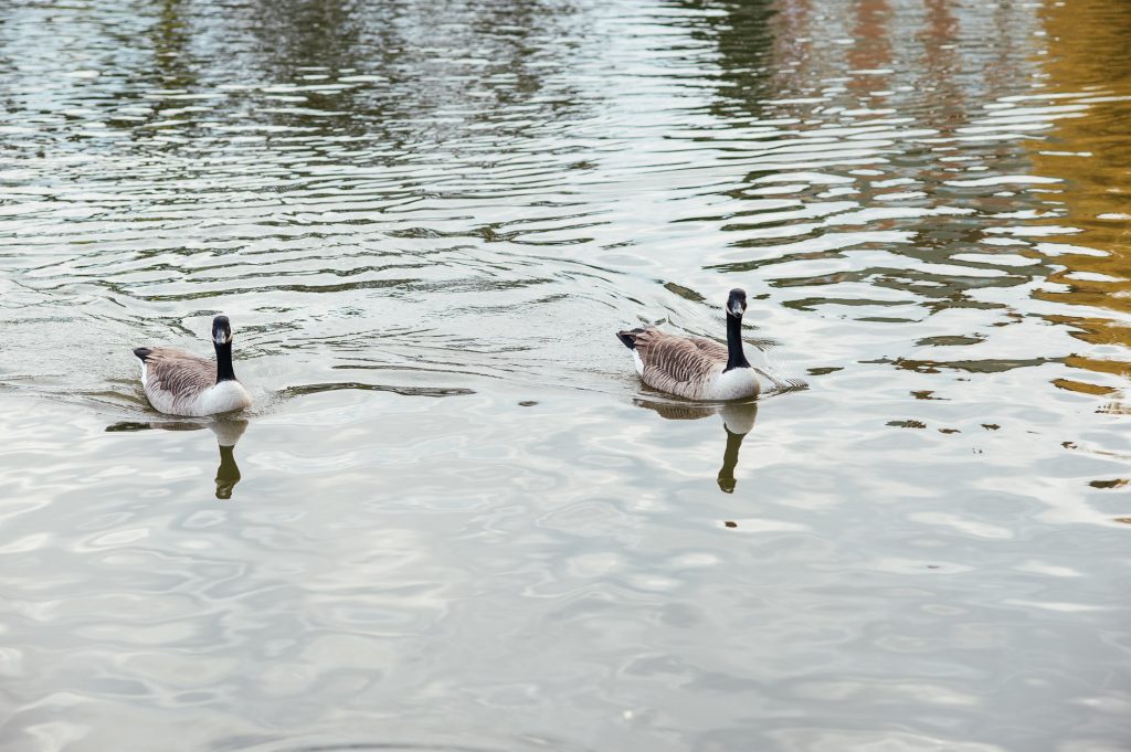 Canada geese on Forty Hall Estate lake 