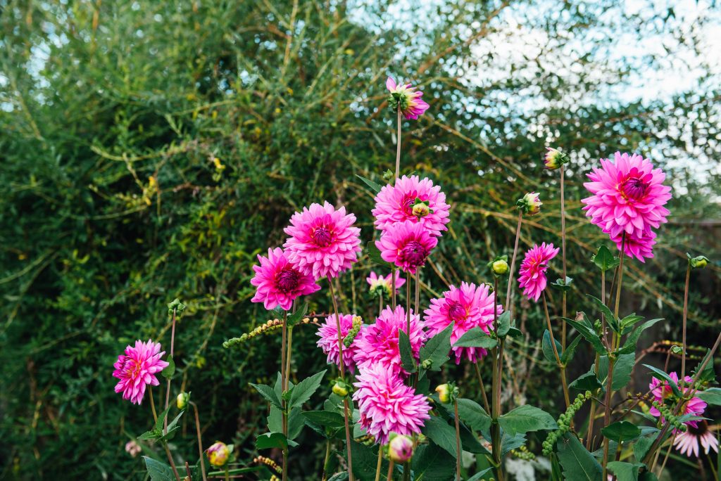 Flowers in an English garden