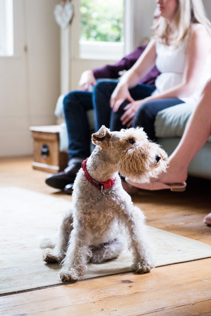 Family Terrier sits patiently with family