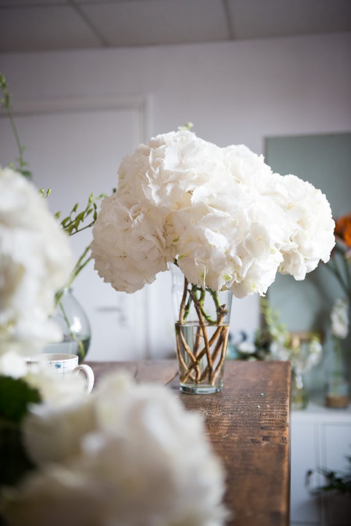 Giant white hydrangeas in flower studio