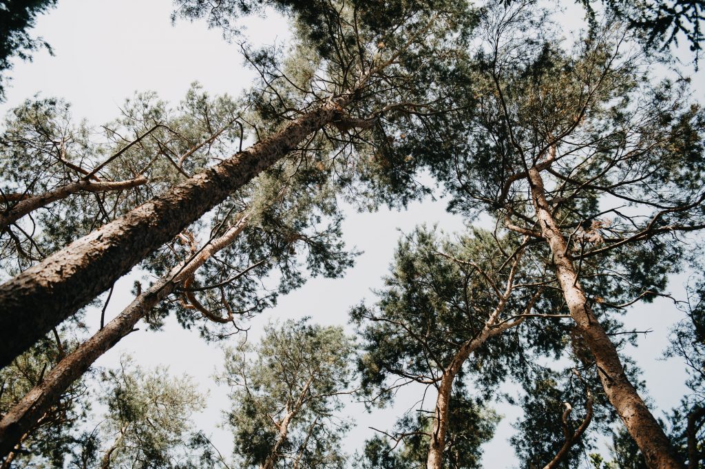 Scotts Pine Trees - Painshill Park Surrey